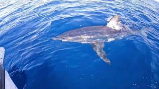 Squalo Mako attacca barca di pescatori senesi