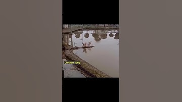 Thumbnail of Chickens morning exercise | 🐓🐔🐥 | funny chicken song