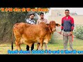 20000 में 11 लीटर दूध की गाय। 18 लीटर तक दूध की 10 गाय बिकाऊ। Tandi Dairy Farm, Nohar, Rajsthan.