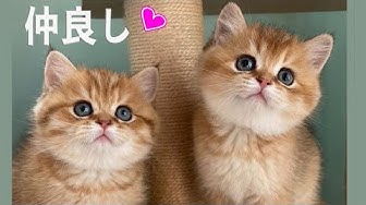 ブリティッシュショートヘアゴールデン Youtube ブリティッシュショートヘアゴールデン Youtube