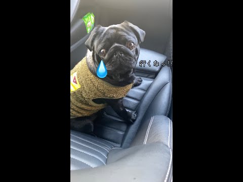 黒パグ犬、出かける時に吠える!!Black pug dog barks when going out !!