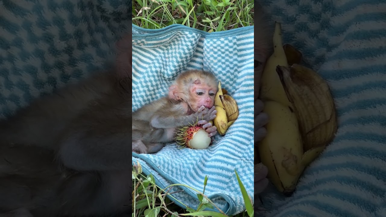 Very pitiful little baby monkey, so tired need some sleep