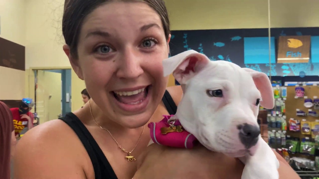 PITBULL PUPPY STEALS TOY FROM PETCO YouTube