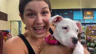 PITBULL PUPPY STEALS TOY FROM PETCO