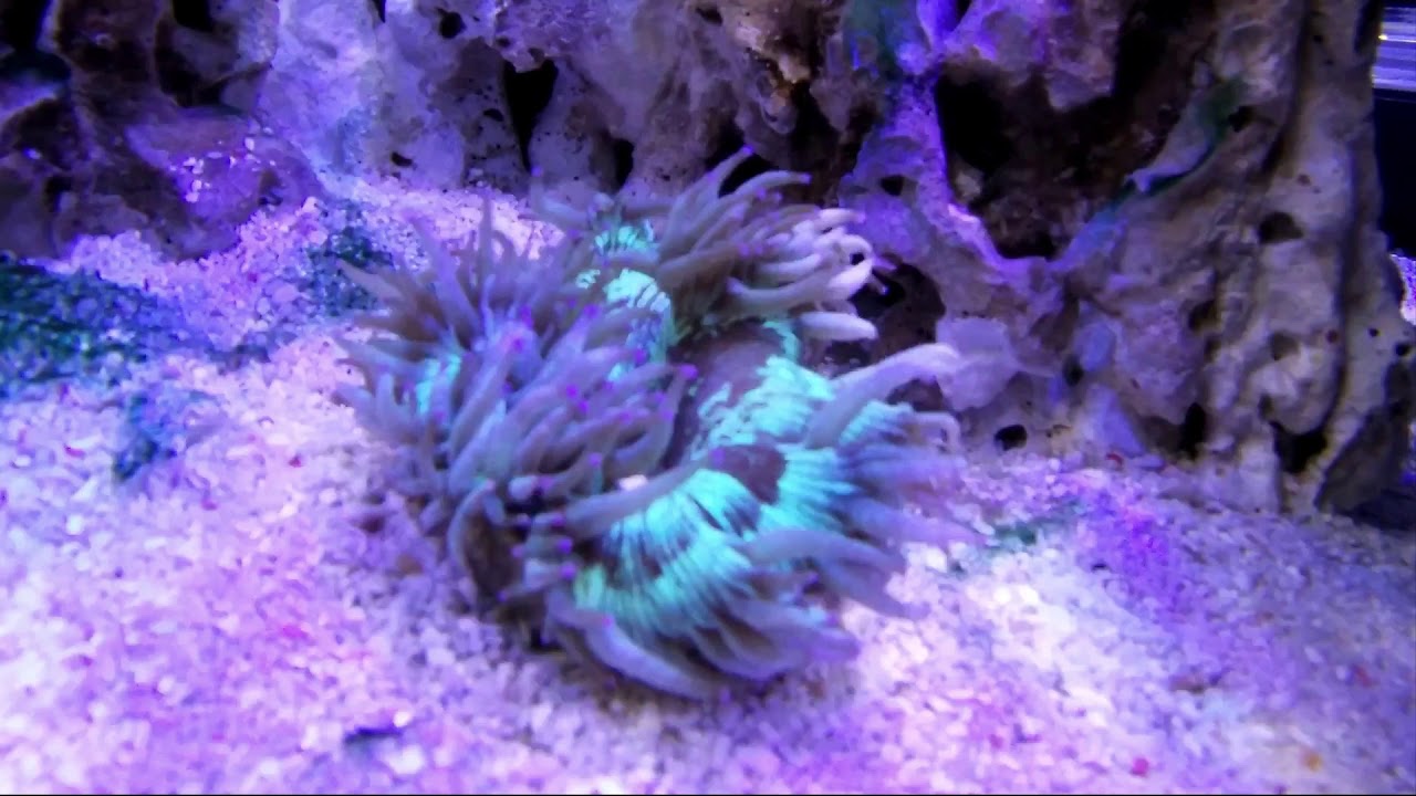 Elegance Coral Time lapse YouTube
