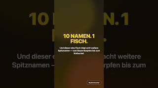 Goldfisch-Verwandter hat 10 Namen — Wikipedia-Check