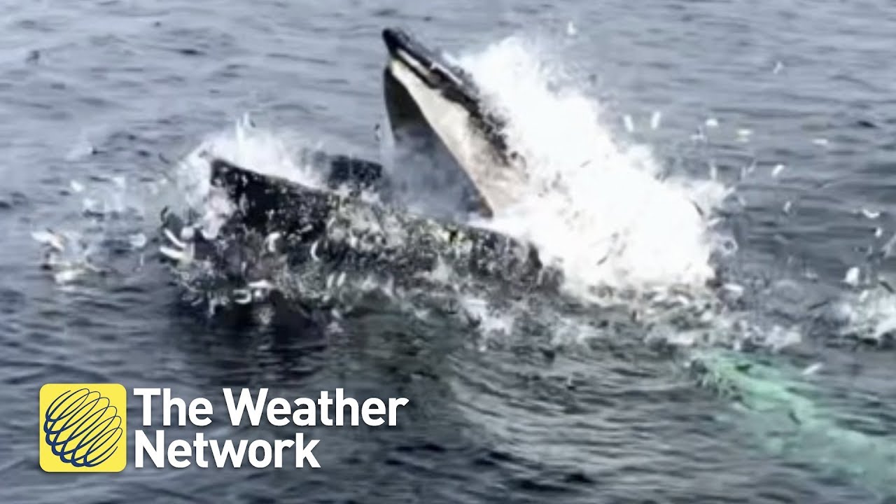 video phone beyonce mp3 Hungry humpback whales feed extremely close to the harbour