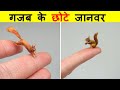 दुनिया के 10 सबसे छोटे विदेशी जानवर। TOP 10 MOST TINY ANIMALS IN THE WORLD.