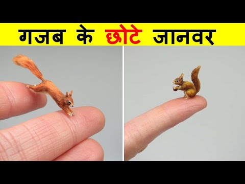 दुनिया के 10 सबसे छोटे विदेशी जानवर। TOP 10 MOST TINY ANIMALS IN THE WORLD.