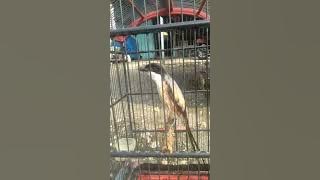 Burung Cendet Jenis Sembur Bojonegoro #kicaumania #cendetbojonegoro #cendetmania #cendetgacor