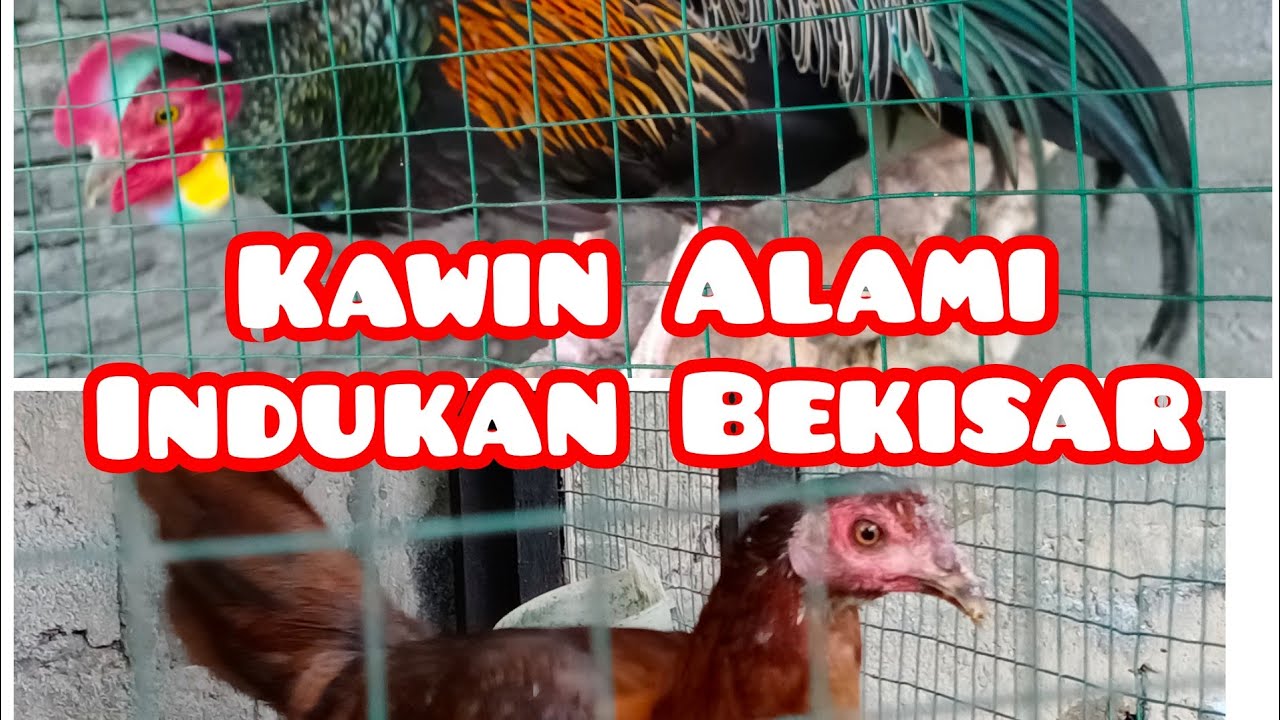 RAHASIA CETAK BEKISAR 