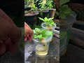 Tiras las botellas de gaseosa? Yo también lo hacía hasta que descubrí la hidroponia 🥬💧#hidroponia