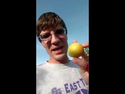 فيديو: ما هو Pluot - تعرف على شروط زراعة شجرة الفاكهة Flavor King Pluot