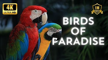 Birds of Paradise | 4K UHD | HDR | Dolby Vision | Prism 4K