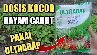 Ultradap Fertilizer Dosage for Spinach Plants to Make Them More Fertile and Greener