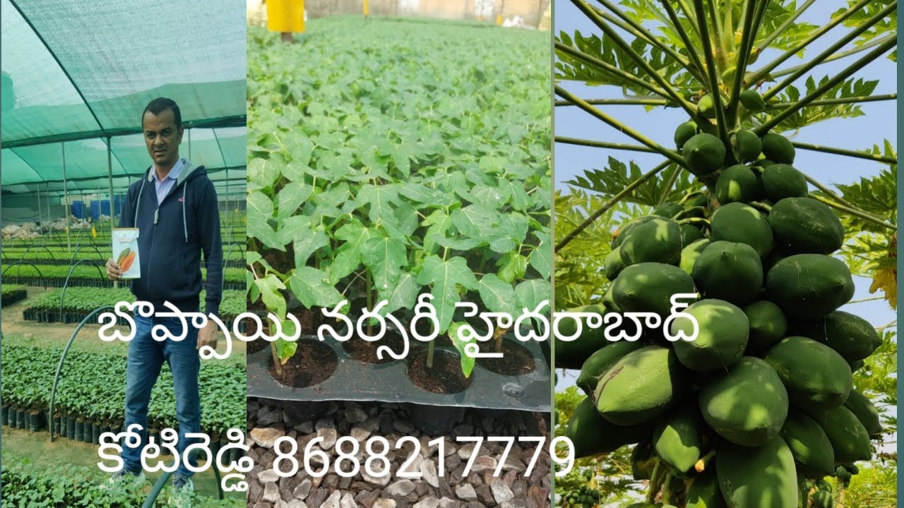 papaya nursery Hyderabad YouTube