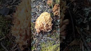 Ramaria mushroom  #greece #foraging