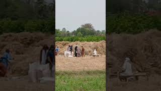 Punjabi culture wheat thresher #punjabiculture #culture#punjabisong #viral #trending