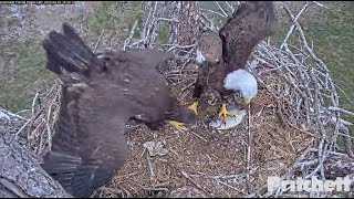 SWFL Eagles ~ E22 Has Fun At Pond! Sees Dad w/ Fish & Flies To Nest To Claim! M Takes A Bath 4.29.23