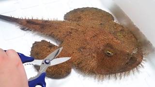 10000匹の寄生虫に寄生された病気のアンコウの末路…