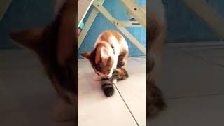 Putetpusitet Lagi Make Up Haa