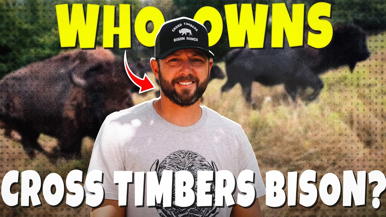 Что на самом деле случилось с рыжими собаками на бизонах Кросс-Тимберс?