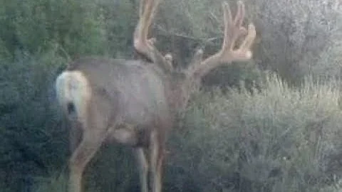 2014 Paunsaugunt Archery Deer Hunt - Nimrod Outdoors