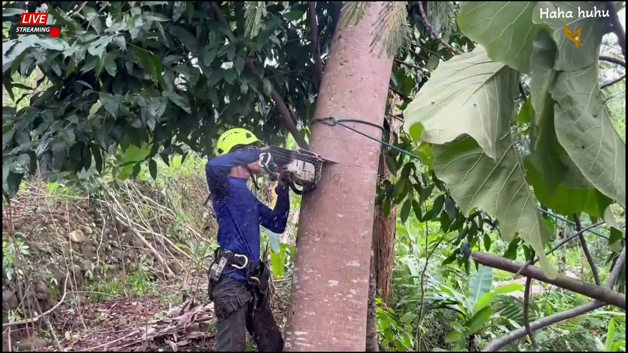 EXTREME CHALLENGE! CUTTING AN ALBASIA TREE IN STRONG WINDS