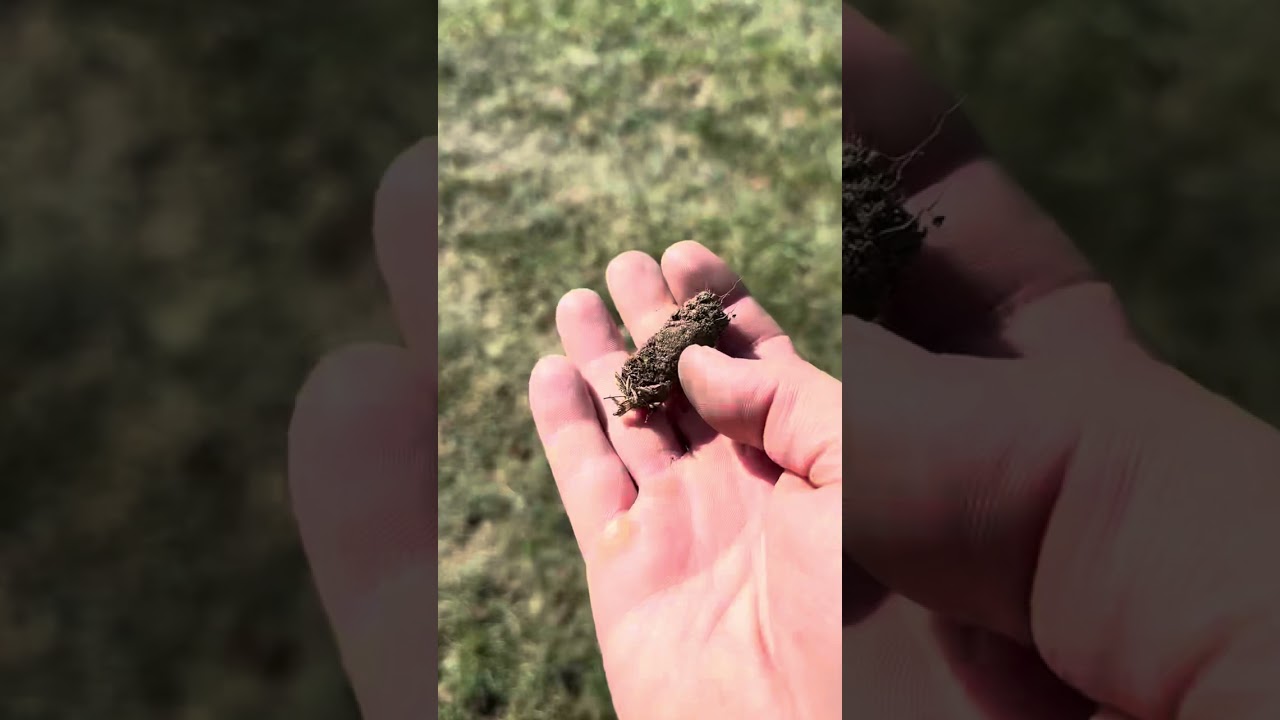 Stinger Ride On Aerators