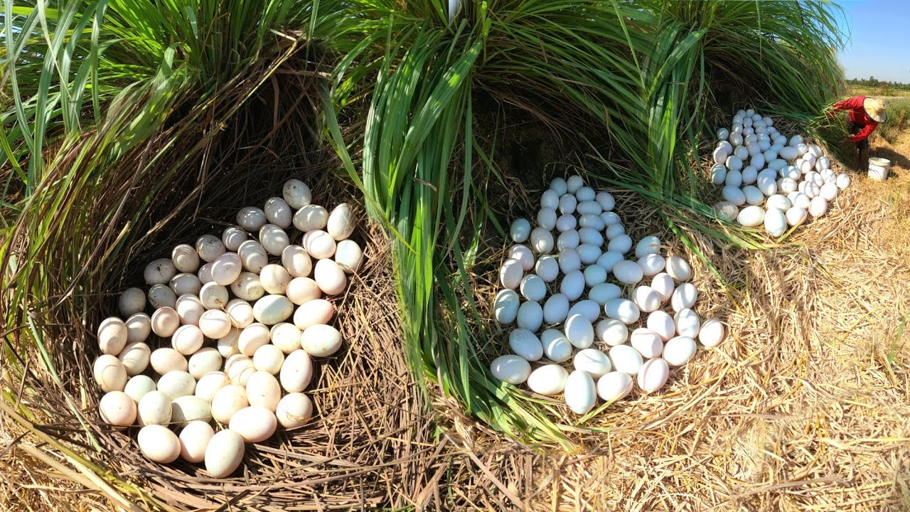 WOW WOW  ! Pick up lots of duck eggs in the grass next to the road.