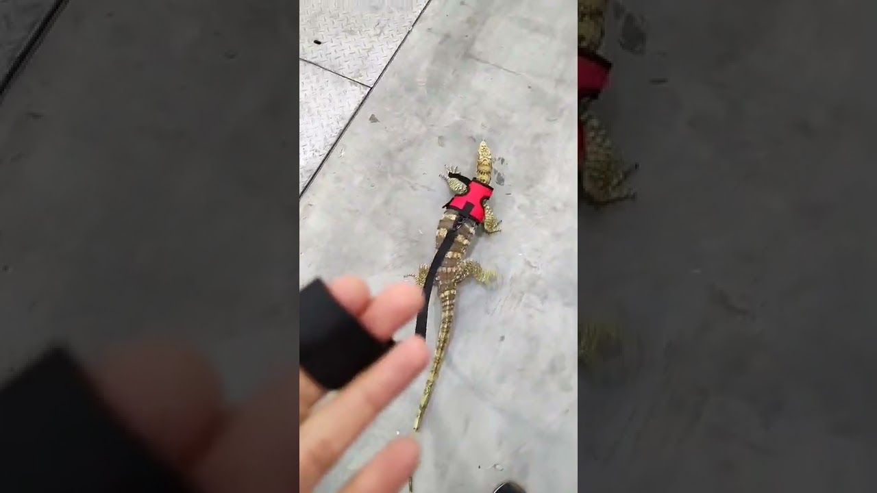 She sure loves an evening stroll 