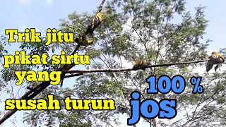 Berbagi trik jitu cara pikat burung Sirtu yang susah turun.. ||cara pikat burung sirtu mudah