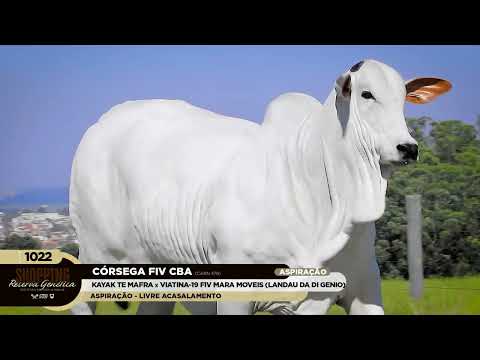 LOTE 1022   CÓRSEGA FIV CBA   CABN 478 zap