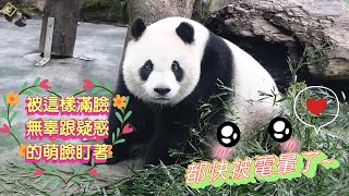 20230514 圓仔無辜又疑惑的眼神看著我，這萌度電力太強，差點被電暈 The Giant Panda Yuan Zai