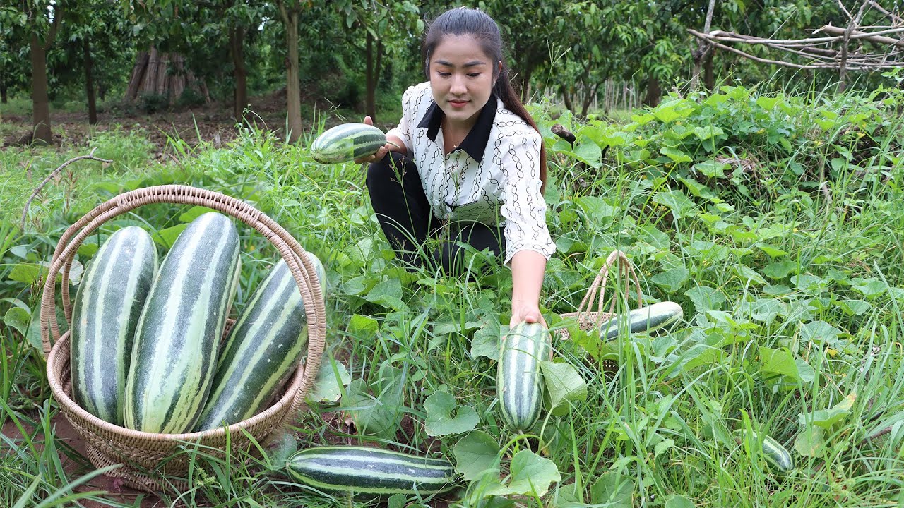 ⁣It's time to harvest big cucumber in my mango farm for cooking / Cooking with Sreypov