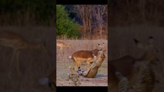 Leopard's Stealthy Strategy to Catch an Impala