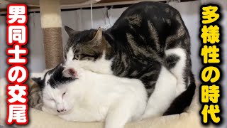 【前代未聞】オス猫同士の交尾を捉えました…猫のBL