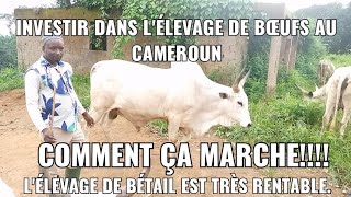 investir dans l'élevage de bœuf au Cameroun