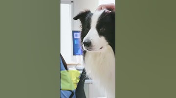 Most Dangerous Diseases: Rabies, Nipah Virus, and Sleeping Sickness