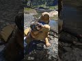 "Big Alligator Attacks Man Skinning Cow Near Water! RDR2 #shorts