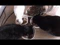 みんなと一緒にごはんを食べるようになった新入り子猫マメ。先住猫達と仲良くなっています