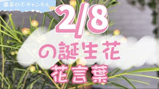 2/8の誕生花と花言葉【園芸のぶチャンネル】【2月】【8日