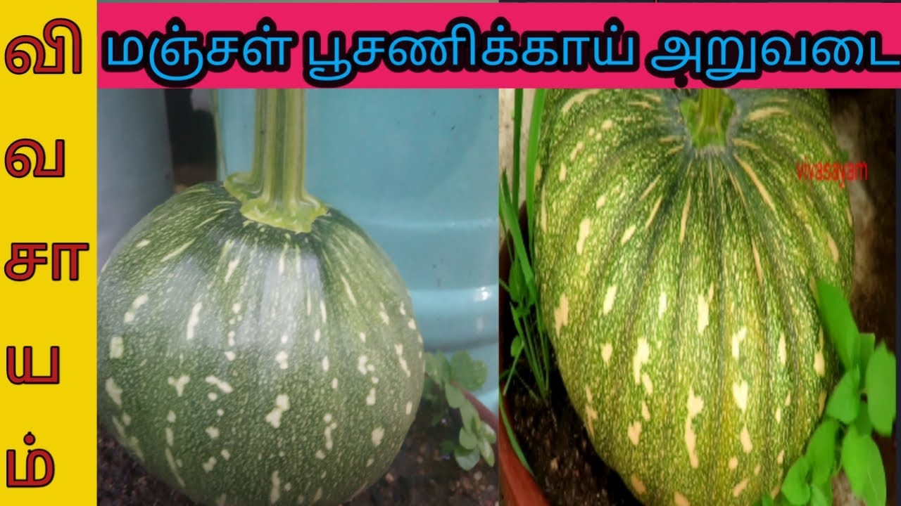 How to Grow pumpkin from seeds/poosanikai valarpu in tamil/vivasayam