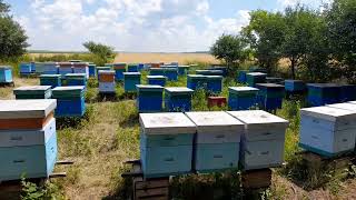 картинка: Заміна маток в основних сімях, три години для кращого прийому