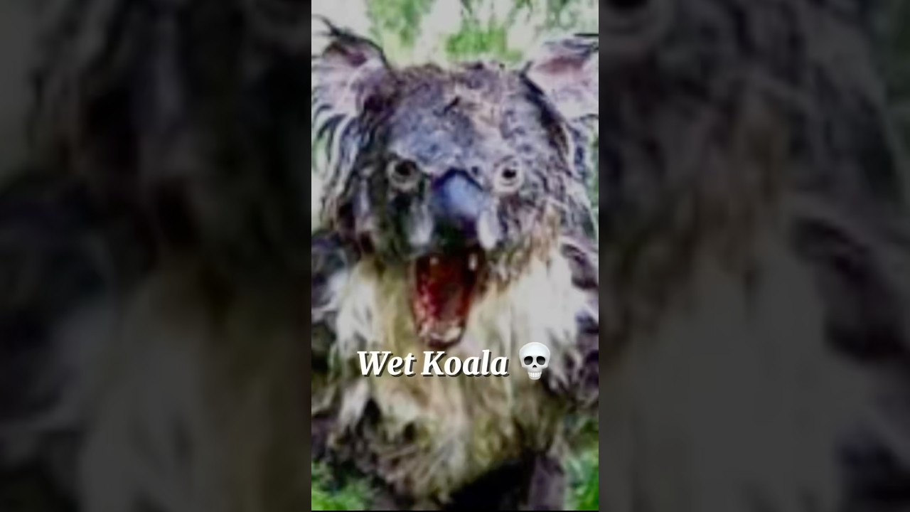 Wet Koala 💀