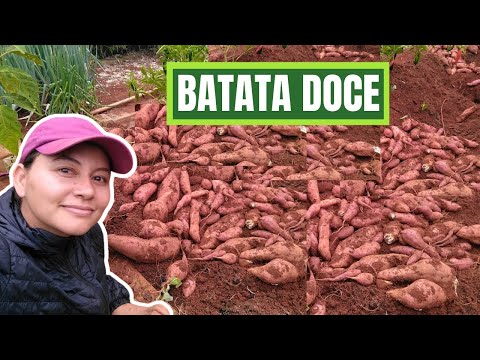 Vídeo: Colhendo plantas de bandeira doce: dicas sobre como e quando colher a bandeira doce