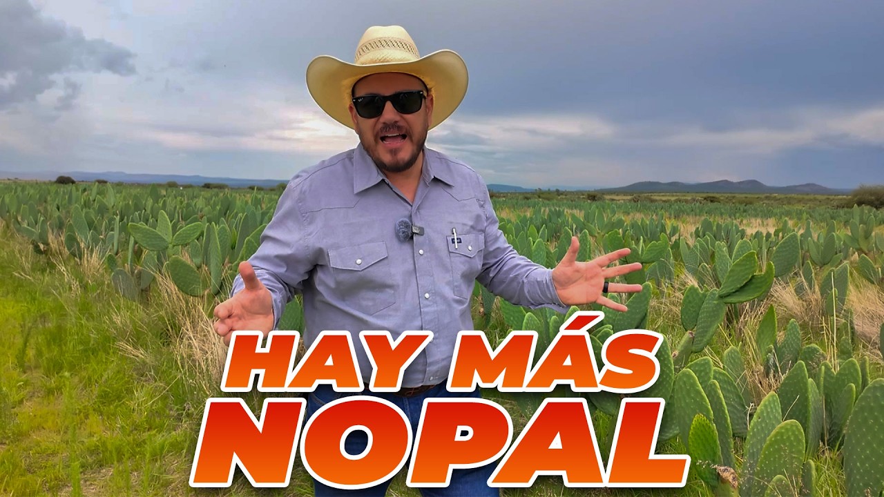 Hay MÁS COSECHA DE NOPAL este año | Rancho Cinco Talentos