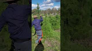 Double knife pruning Christmas trees
