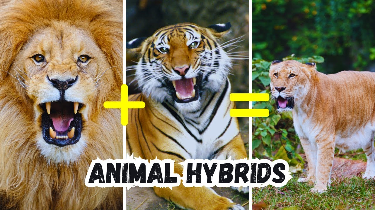 10 Crazy Animal Hybrids That Actually Exists! YouTube