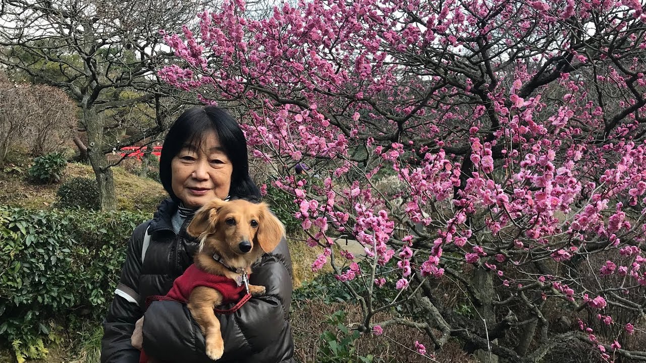中山寺梅林公園 宝塚市 19年2月21日 木 ワンコ連れ Youtube